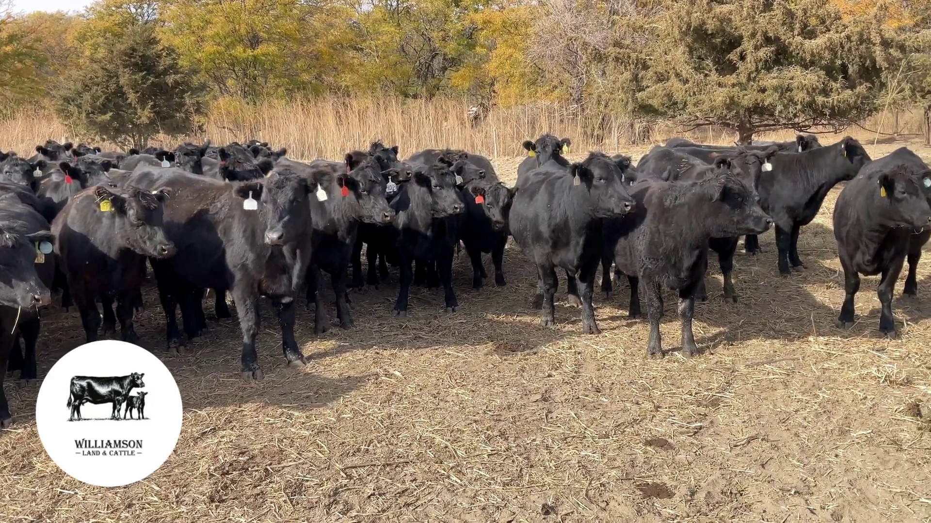 BH1030C-200 Bred Heifers