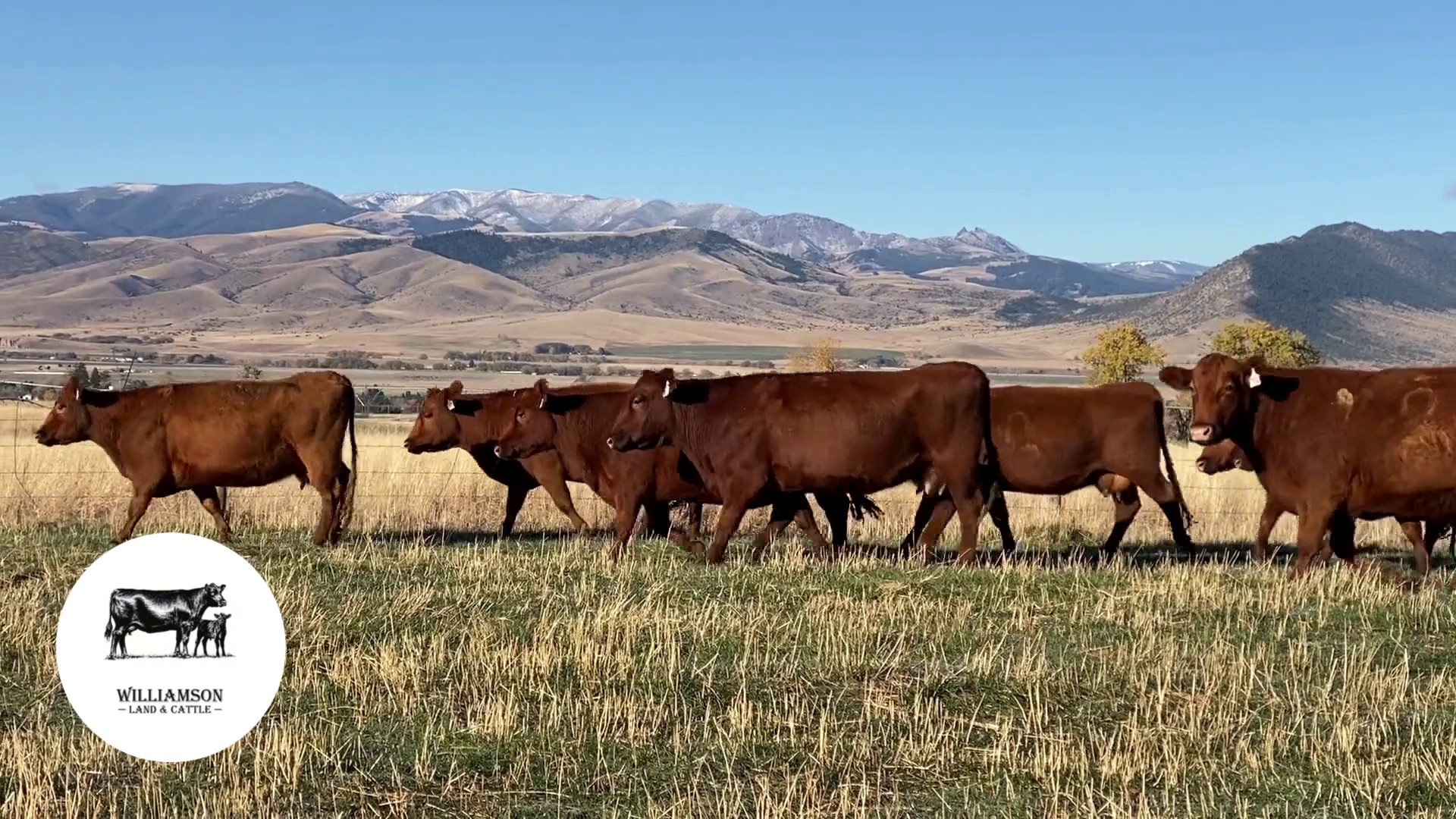 BC1101A-125 Bred Cows