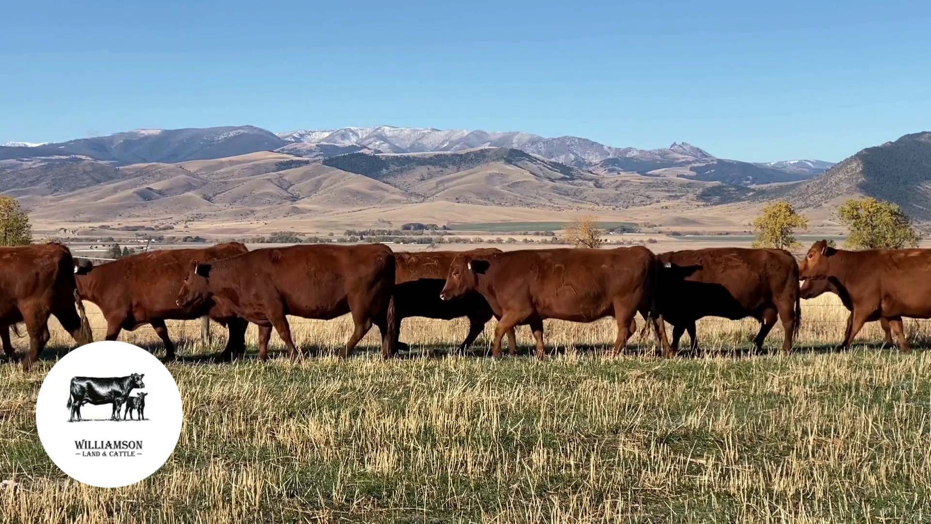 BC1101A-125 Bred Cows