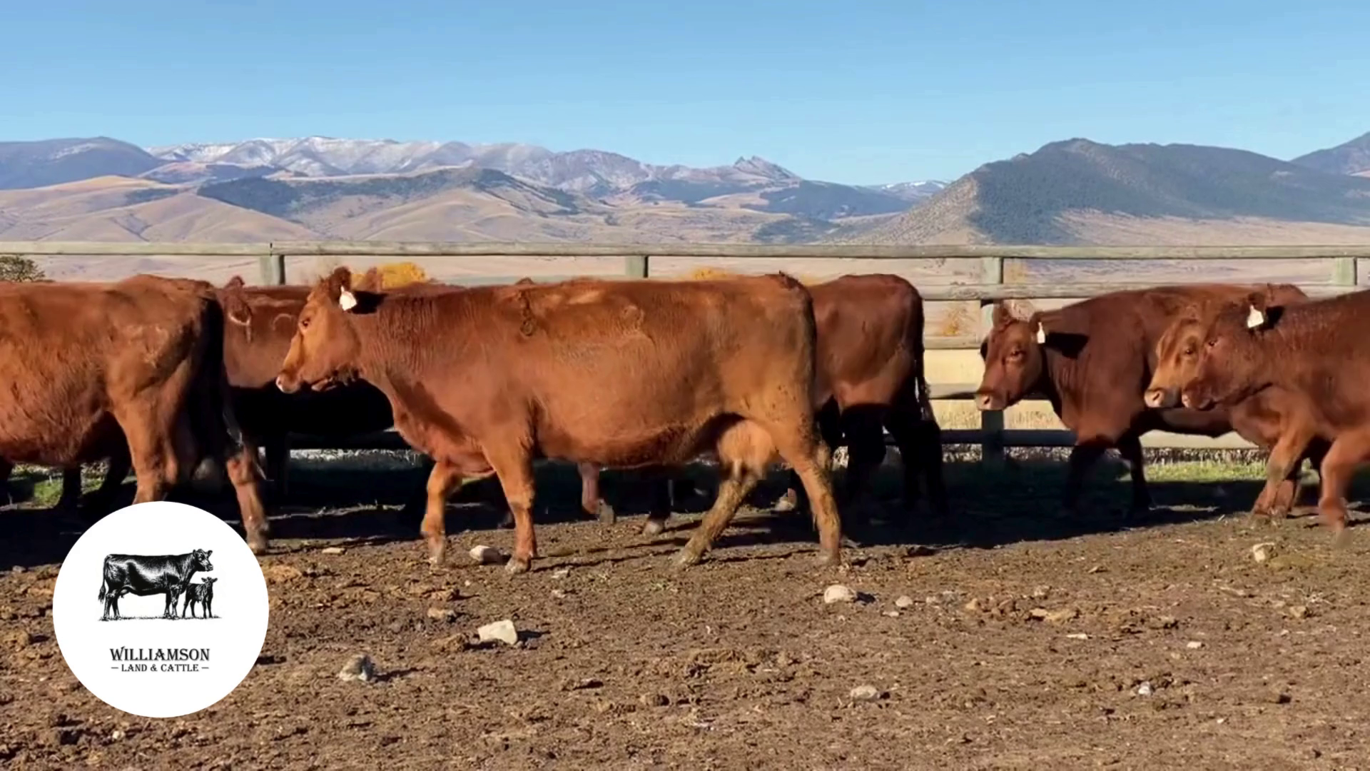 BC1101A-125 Bred Cows