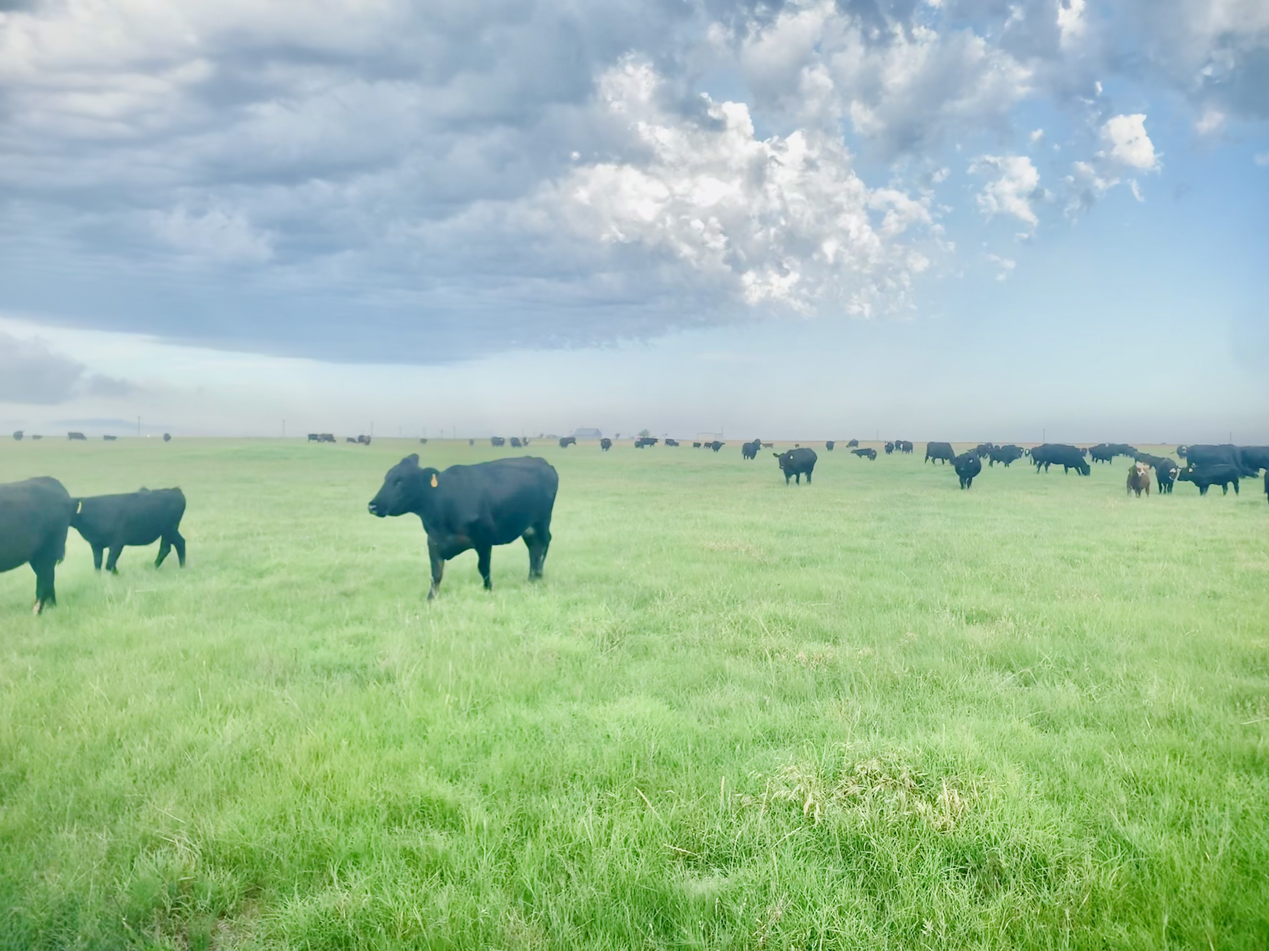 Mid to Heavy Bred 6 to 9 year old Black Angus Cows