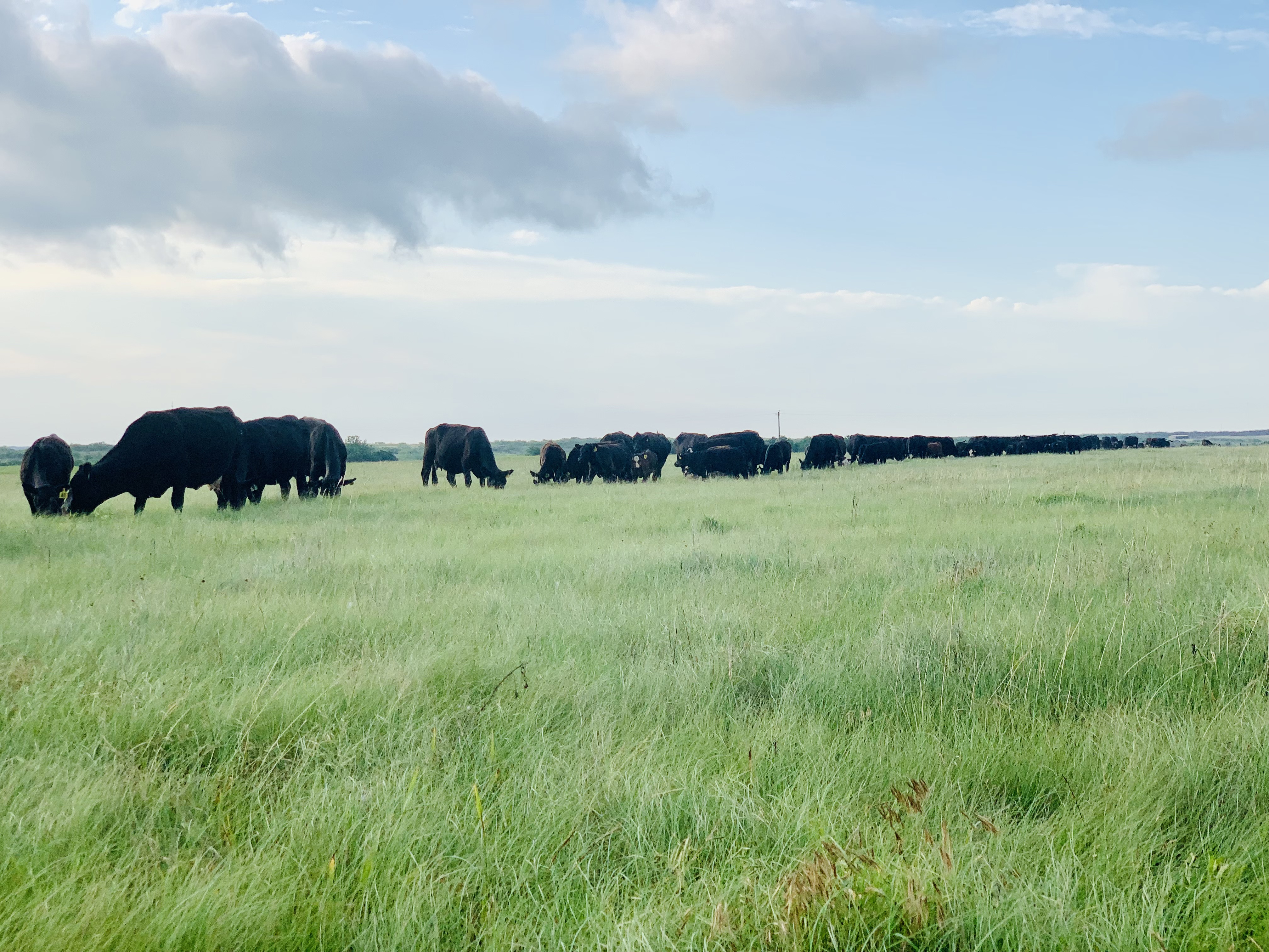 Mid to Heavy Bred 6 to 9 year old Black Angus Cows