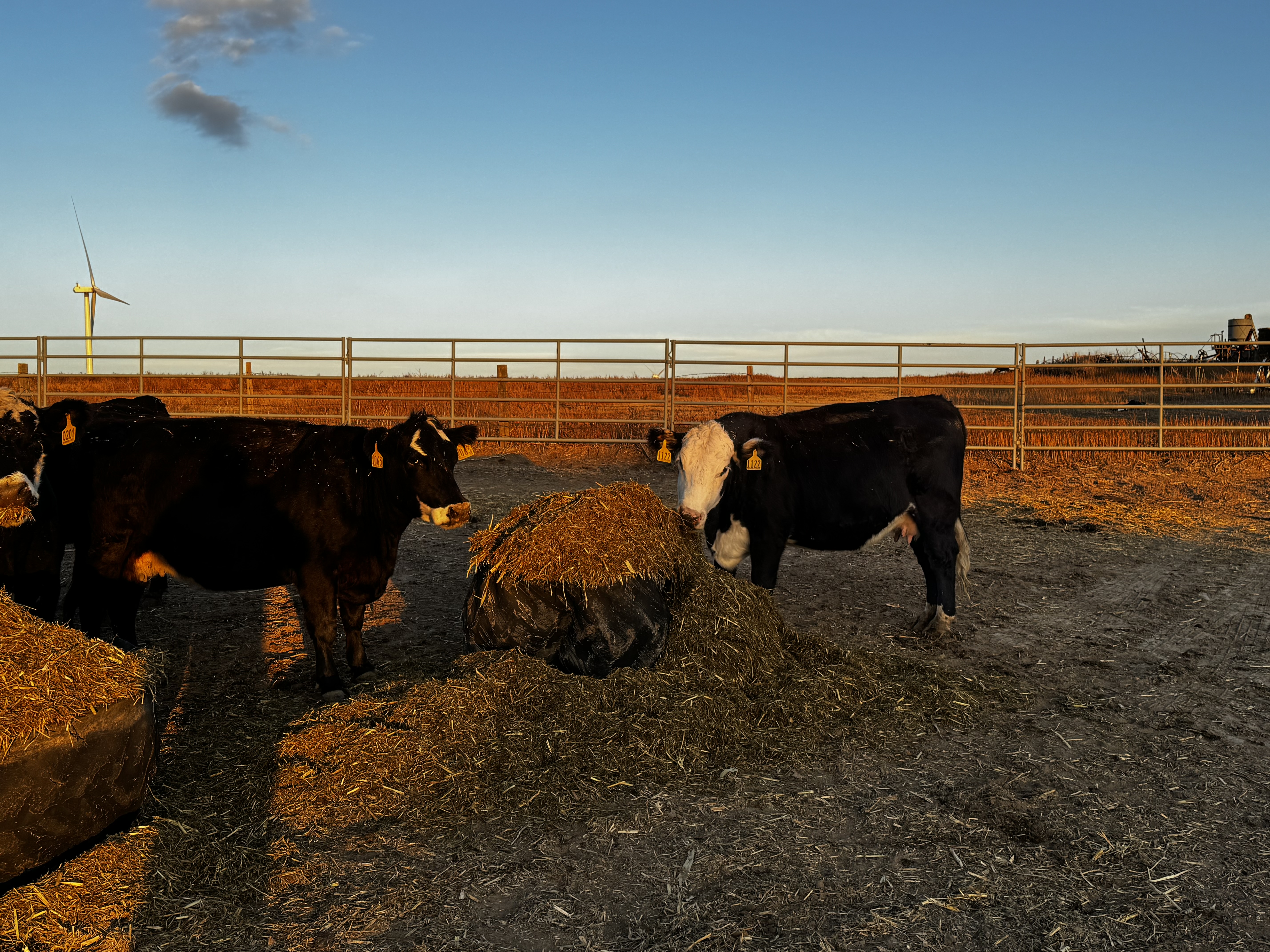 3-4 year old Black Baldys cows