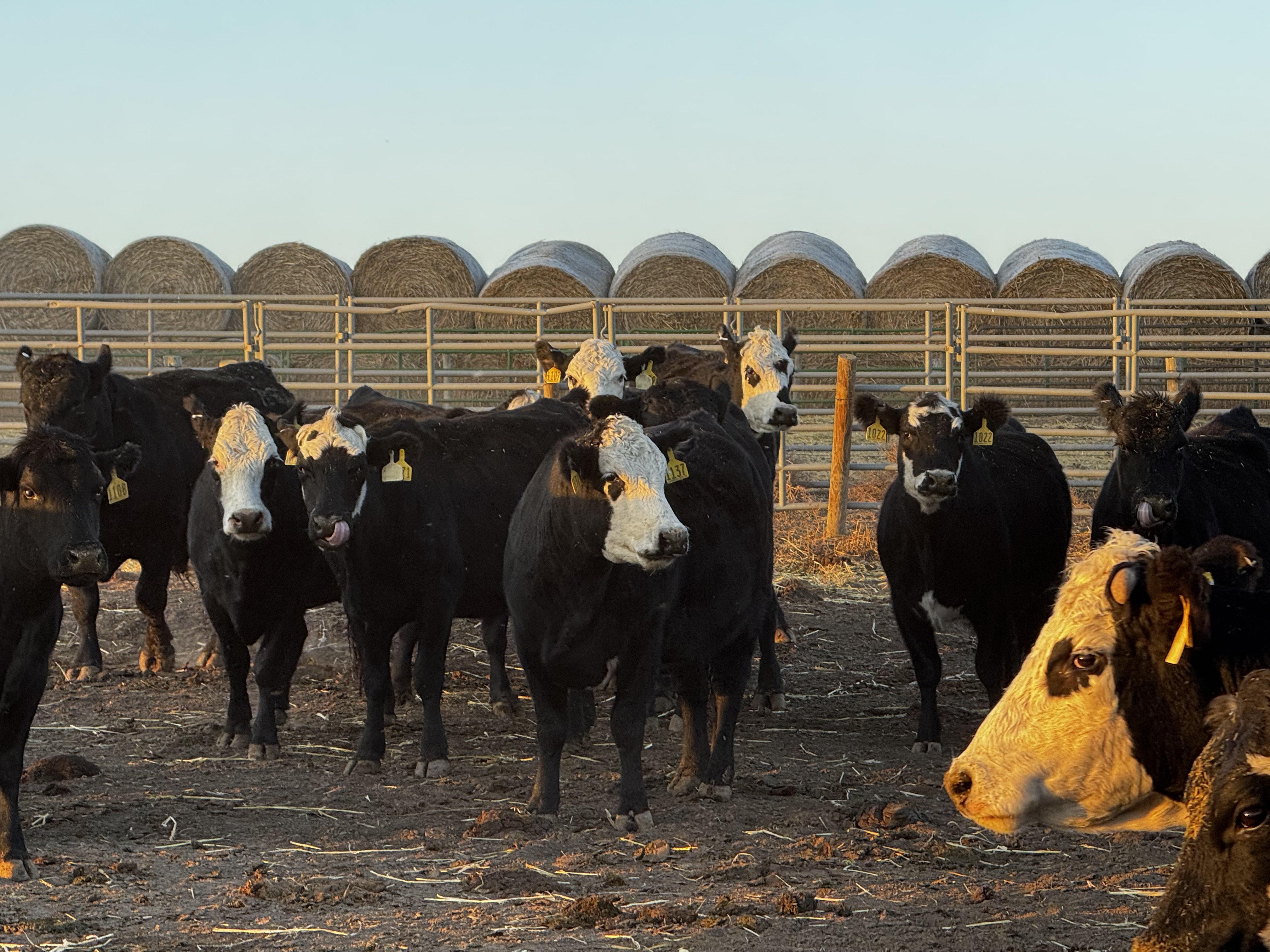 3-4 year old Black Baldys cows