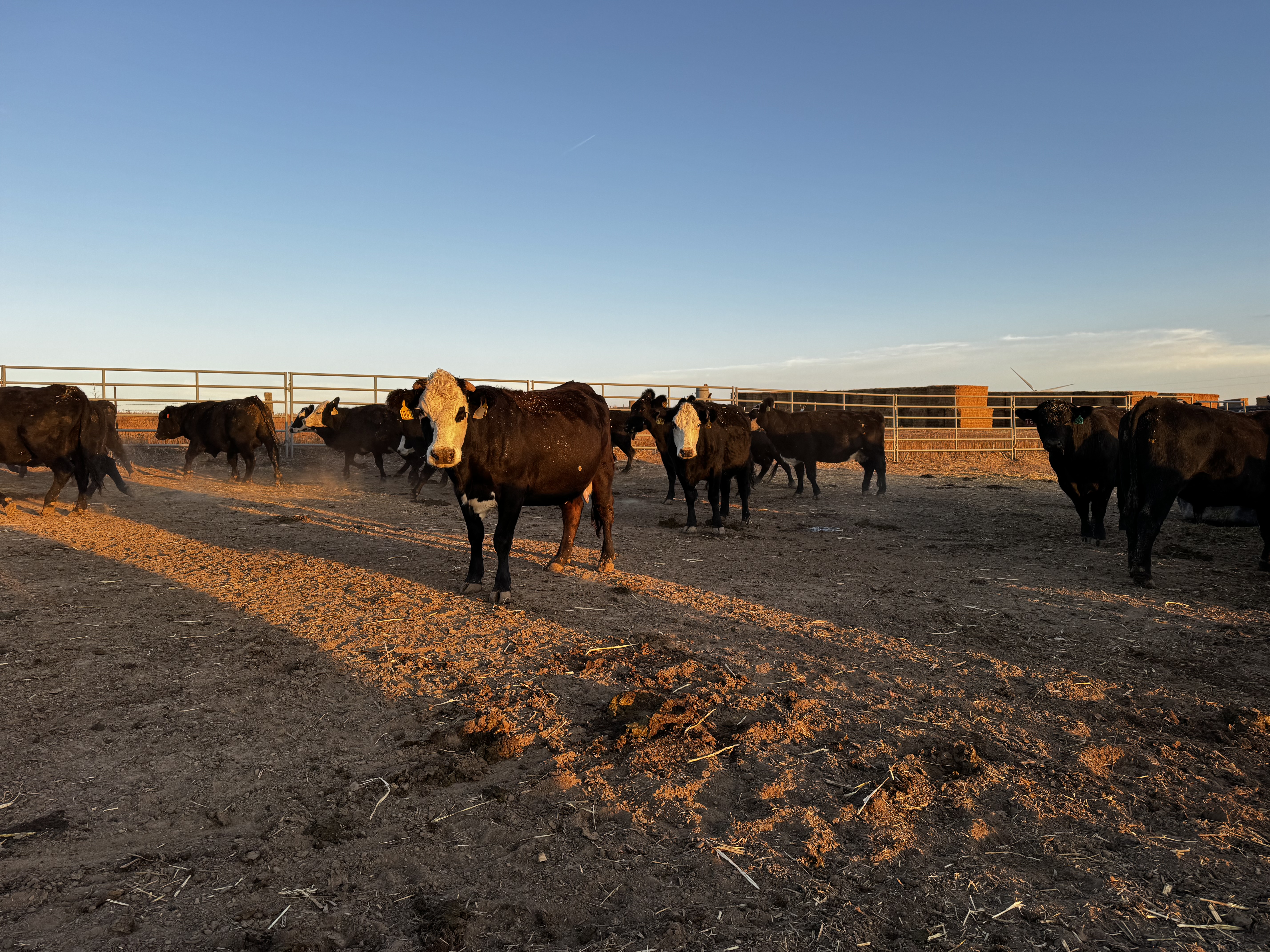 3-4 year old Black Baldys cows