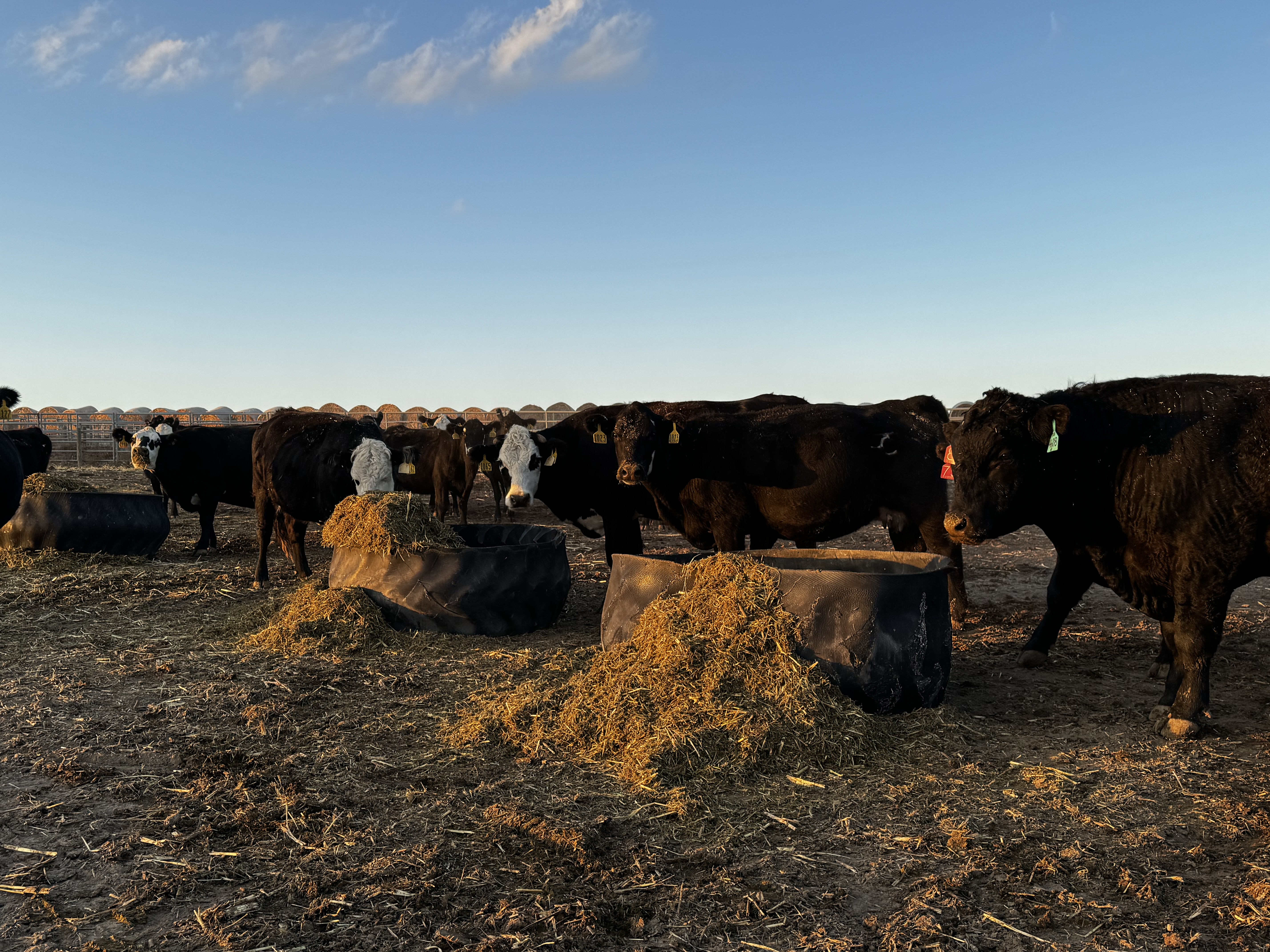 3-4 year old Black Baldys cows