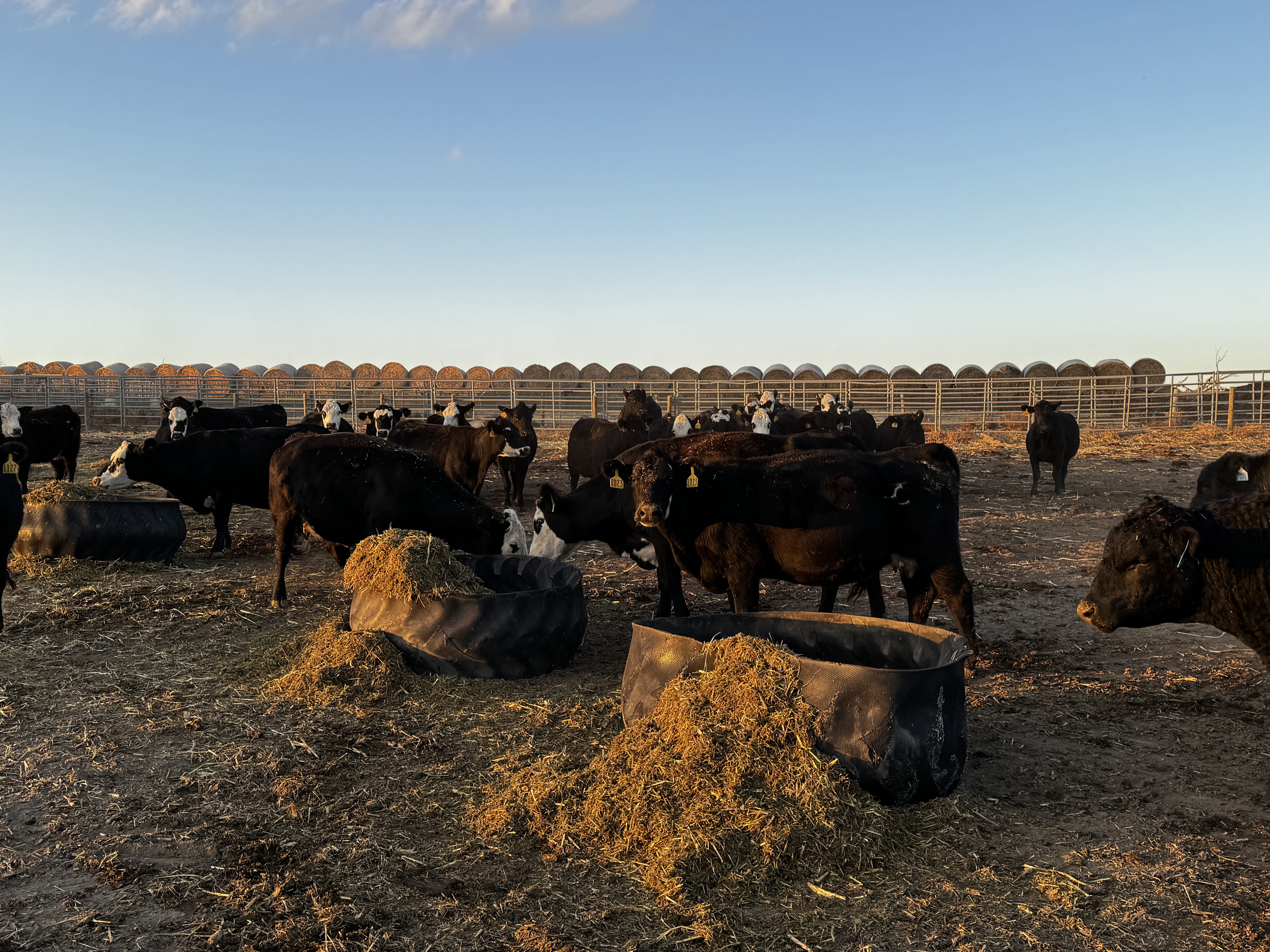 3-4 year old Black Baldys cows