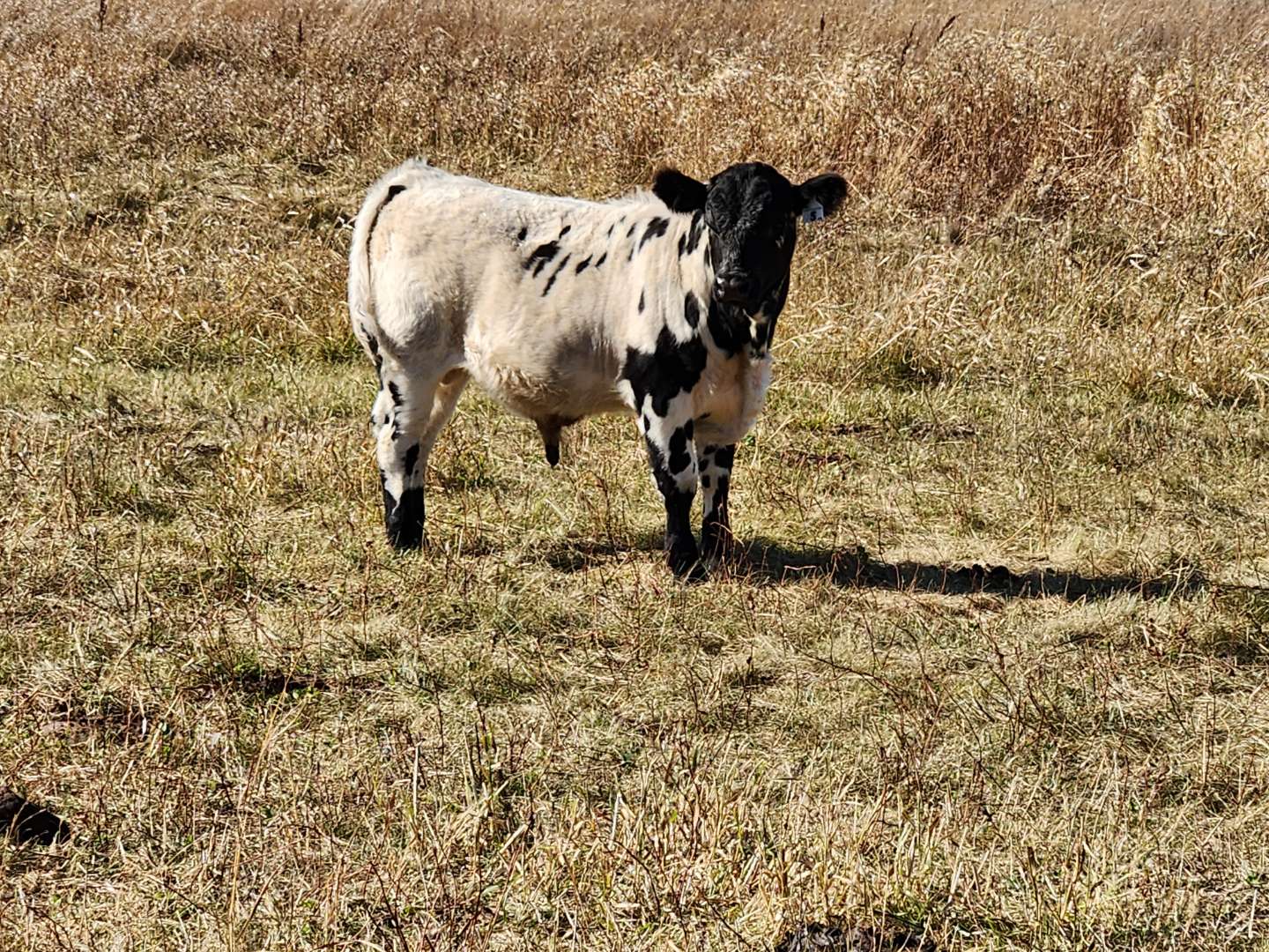 BWCAA Bull Prospect