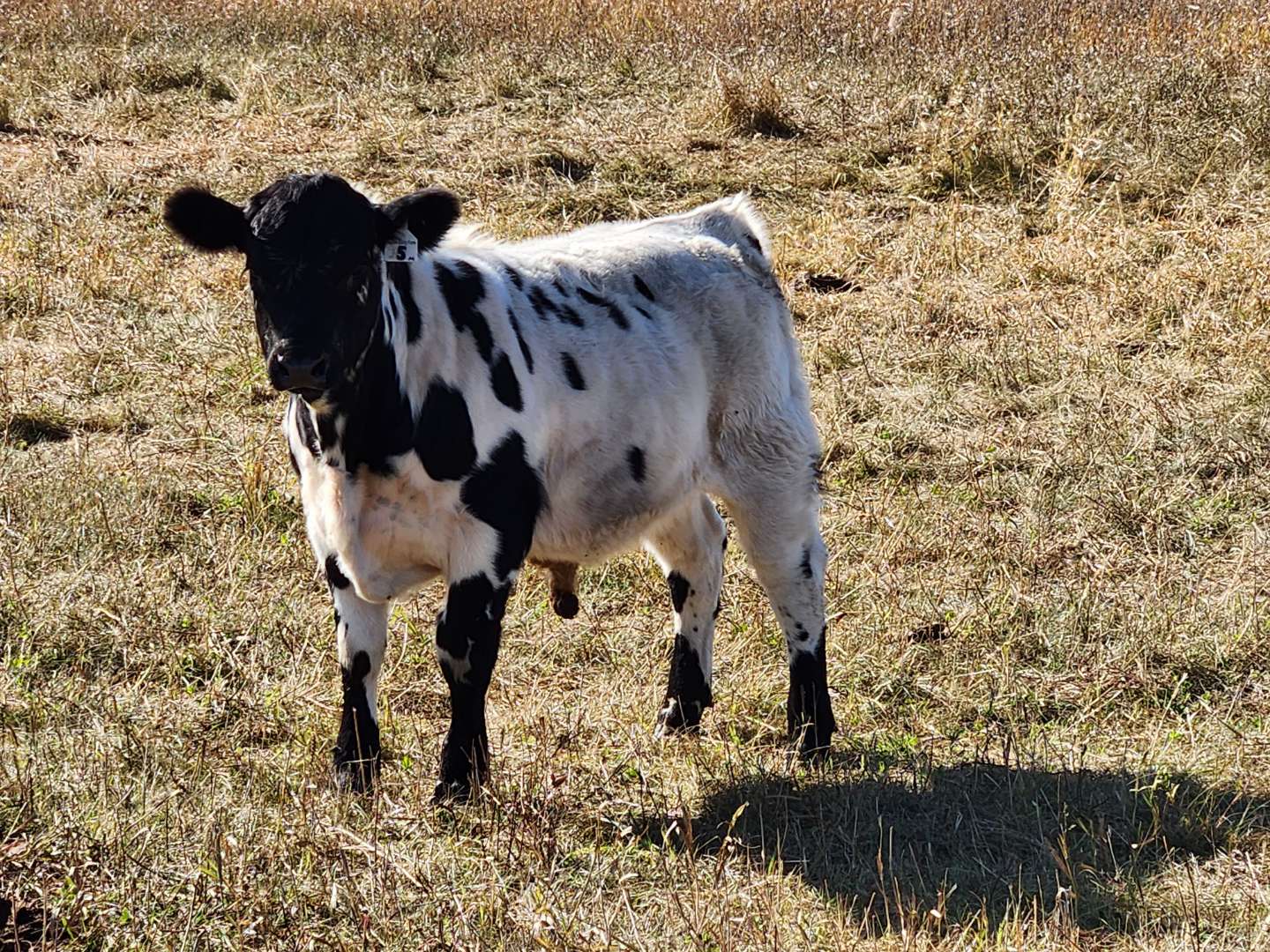 BWCAA Bull Prospect