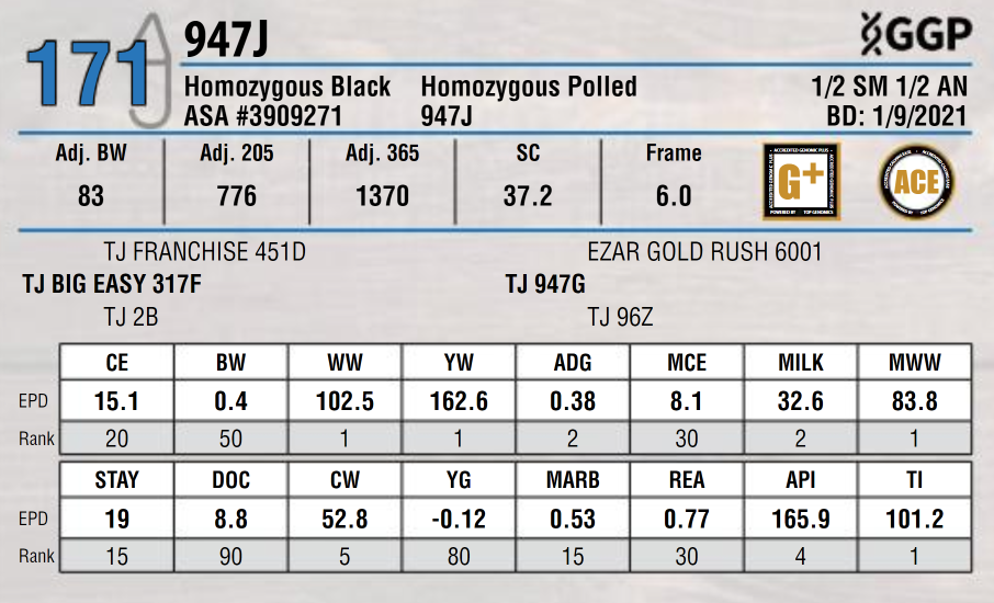 72 Bred Heifers - 50 AI Bred, 22 Bull Bred - March 1st calving date