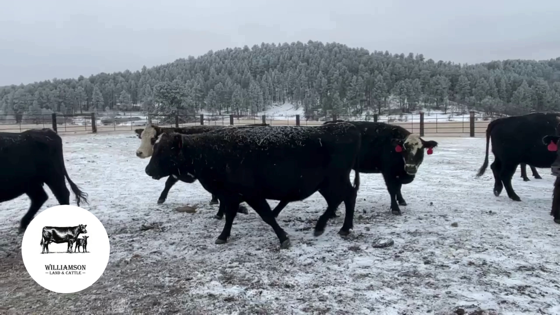 BC1107B-25 Bred Cows