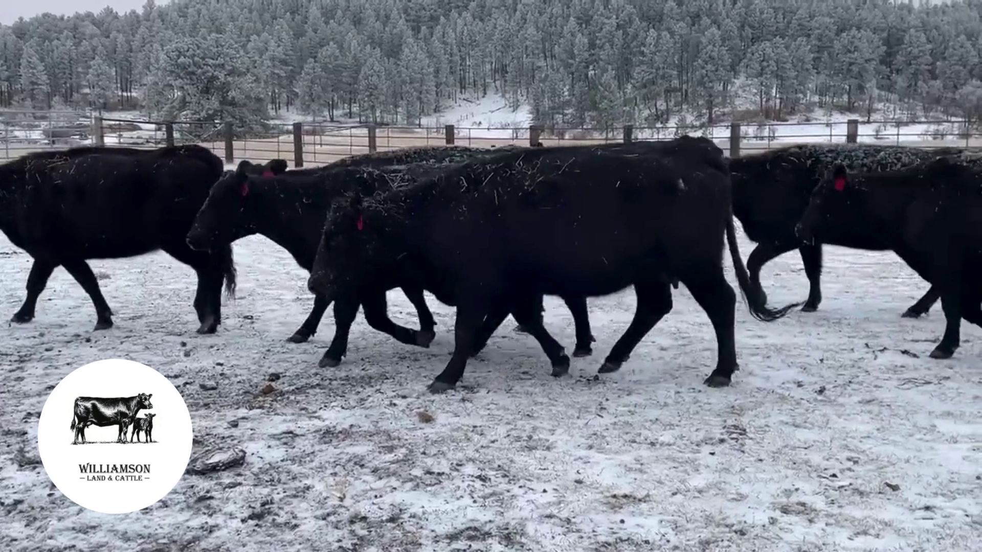 BC1107B-25 Bred Cows