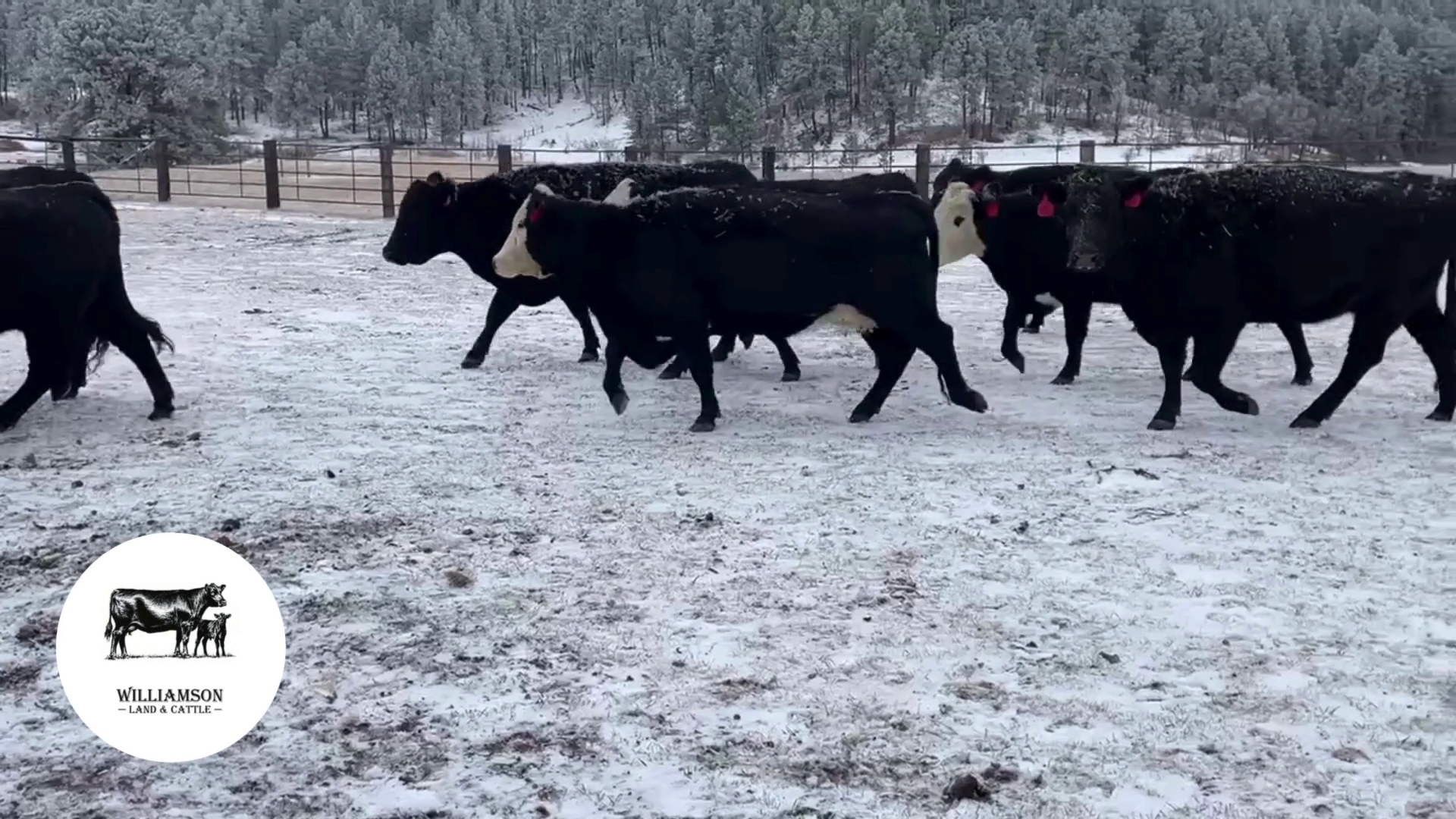 BC1107B-25 Bred Cows