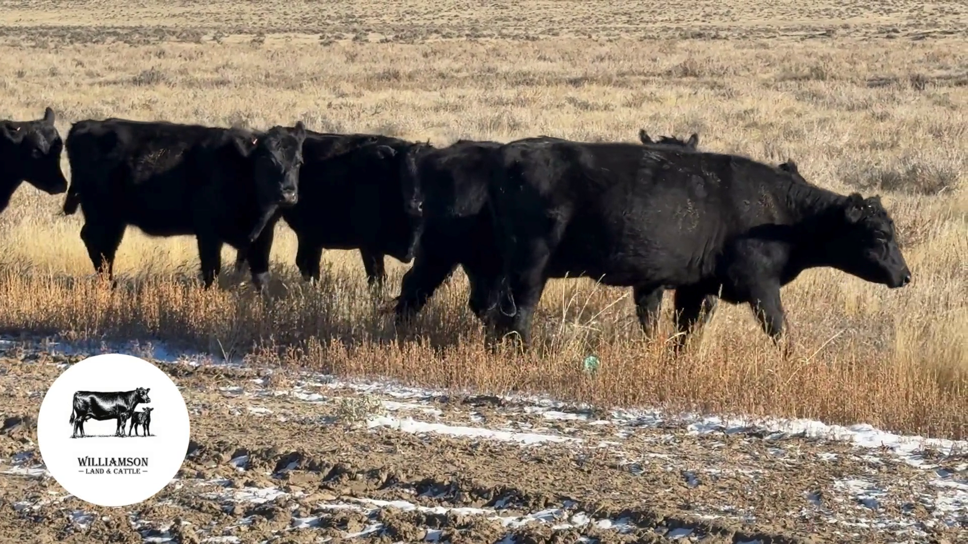 BH1108B-45 Bred Heifers