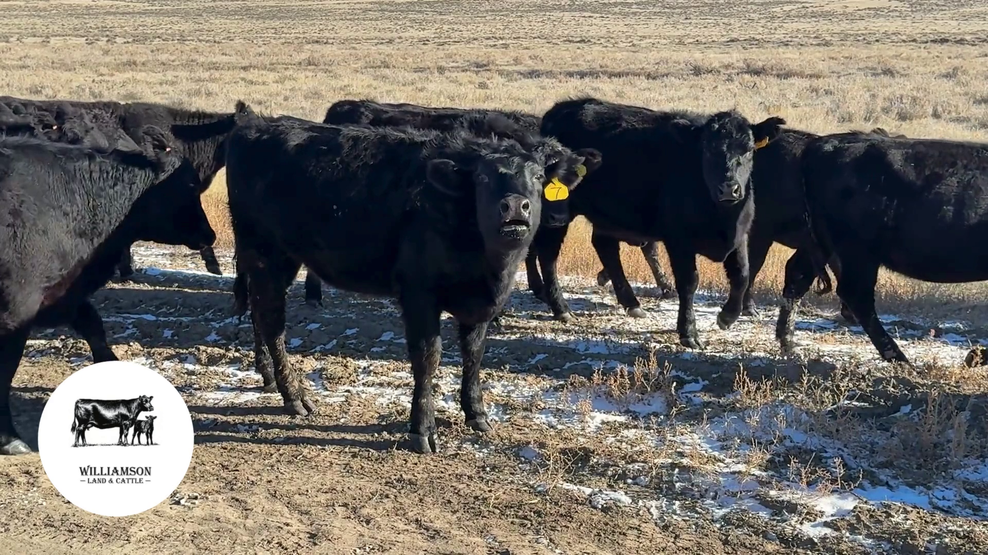 BH1108B-45 Bred Heifers