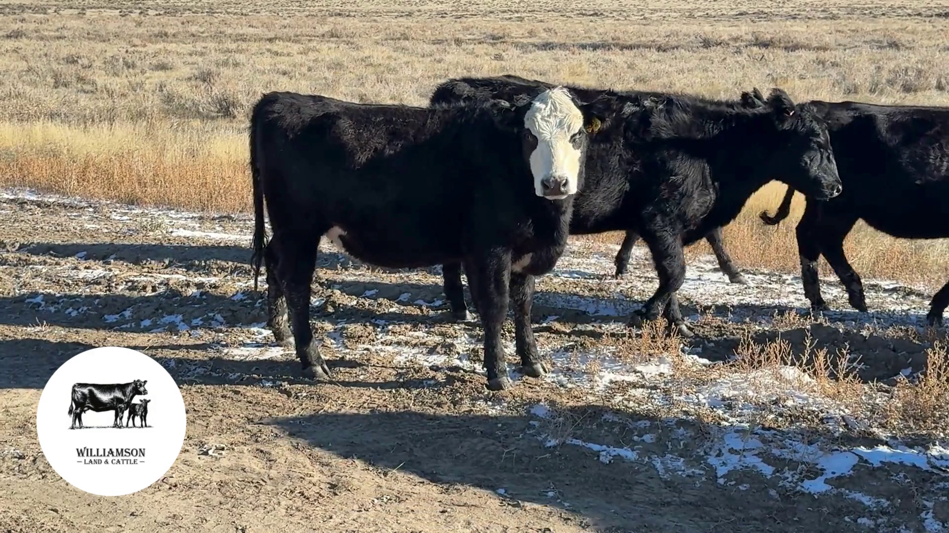 BH1108B-45 Bred Heifers