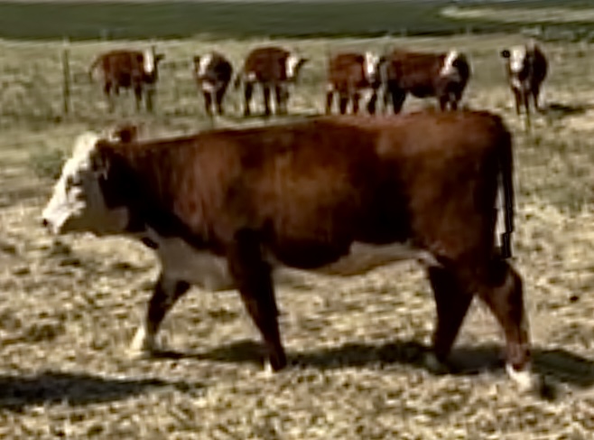 20 Open Registered Hereford Heifers