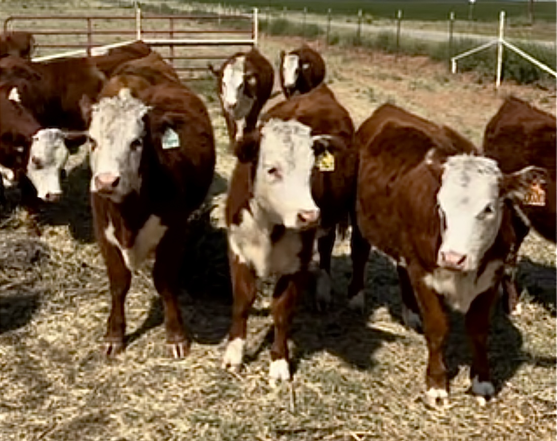 20 Open Registered Hereford Heifers