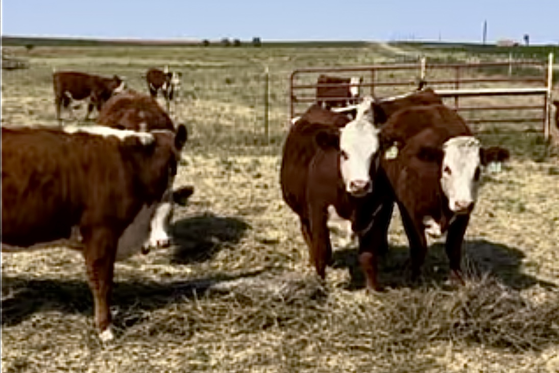 20 Open Registered Hereford Heifers