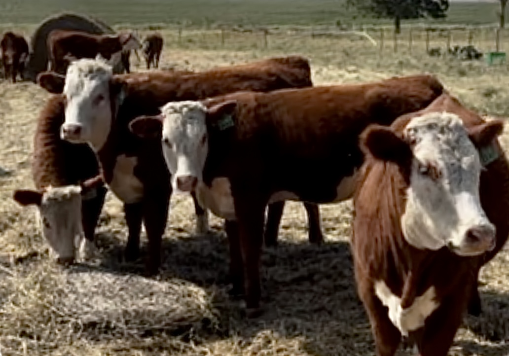 20 Open Registered Hereford Heifers