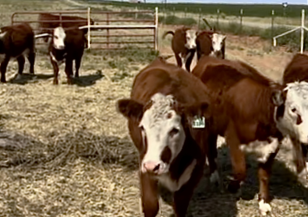 20 Open Registered Hereford Heifers