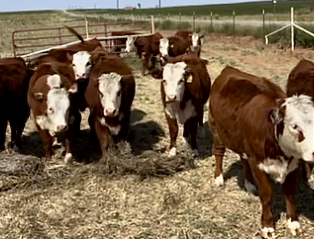 20 Open Registered Hereford Heifers