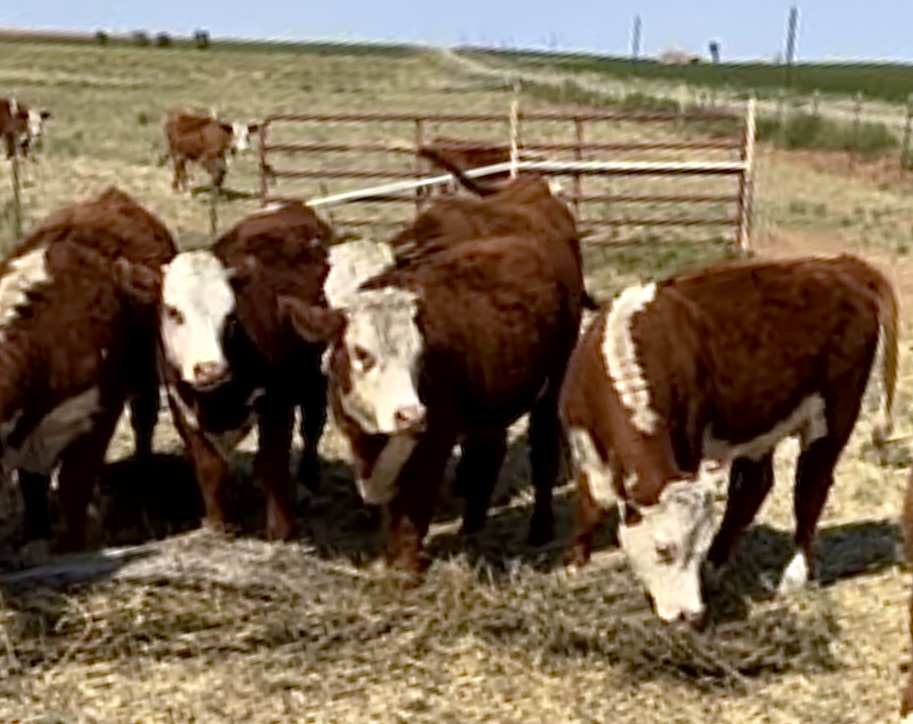 20 Open Registered Hereford Heifers