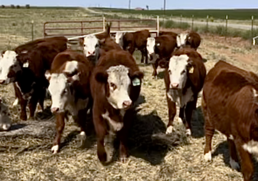 20 Open Registered Hereford Heifers