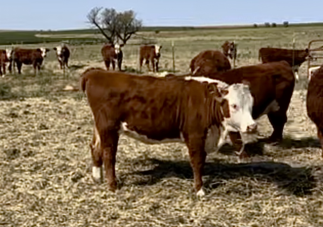 20 Open Registered Hereford Heifers