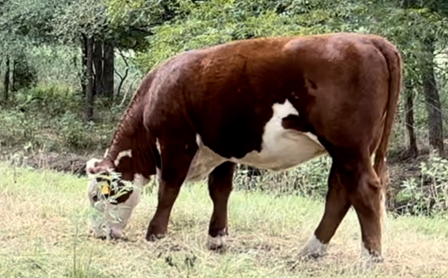 13 Registered Polled Hereford Bred Heifers