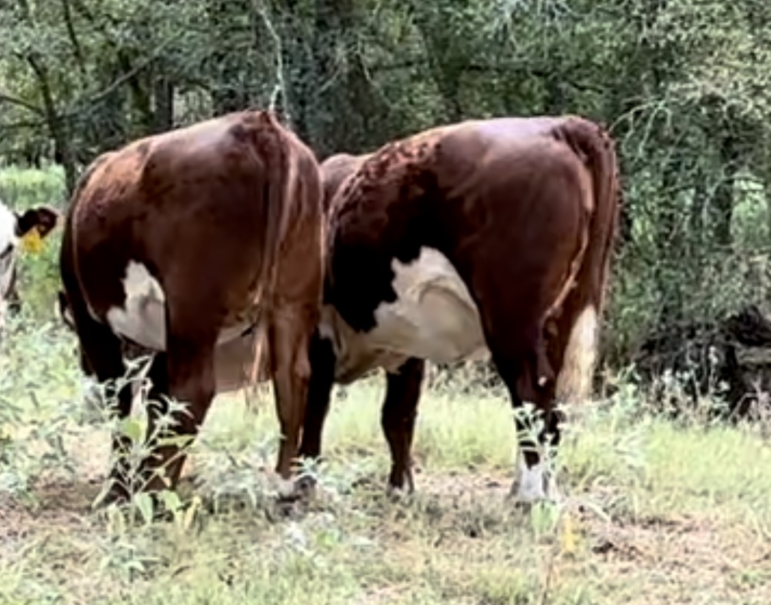 13 Registered Polled Hereford Bred Heifers