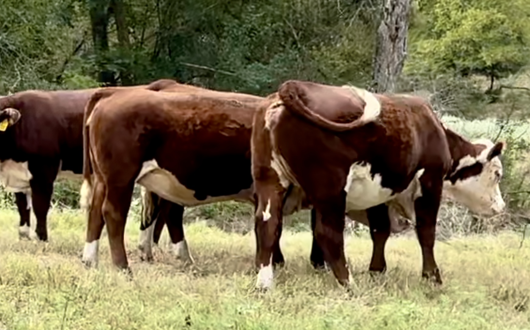 13 Registered Polled Hereford Bred Heifers