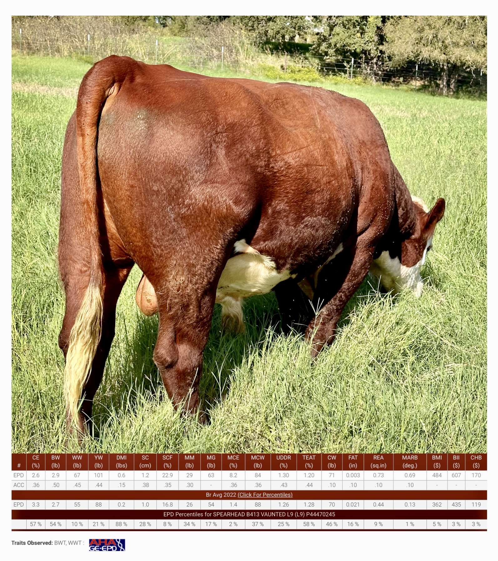 13 Registered Polled Hereford Bred Heifers