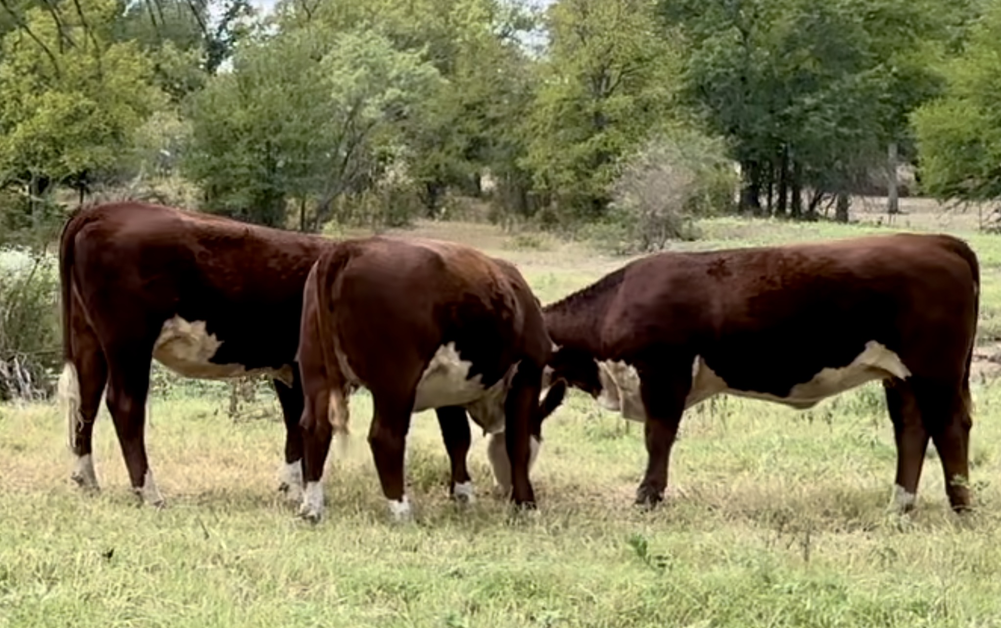 13 Registered Polled Hereford Bred Heifers