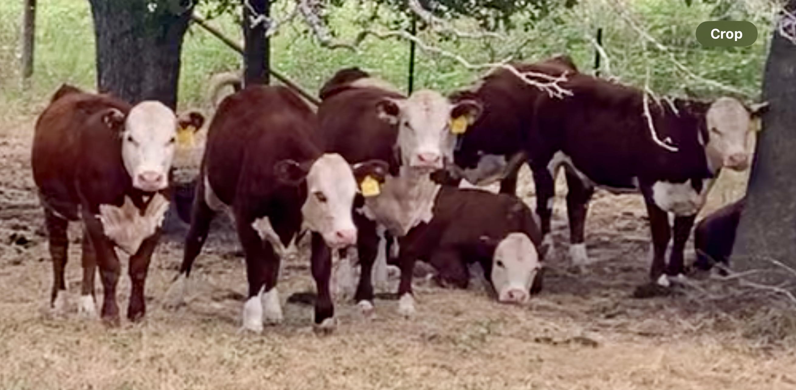 13 Registered Polled Hereford Bred Heifers