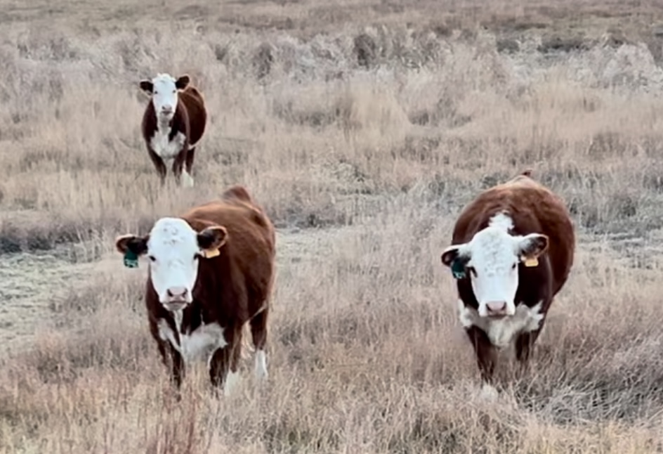 17 Registered Polled Hereford Bred Hedifers