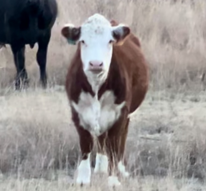 17 Registered Polled Hereford Bred Hedifers