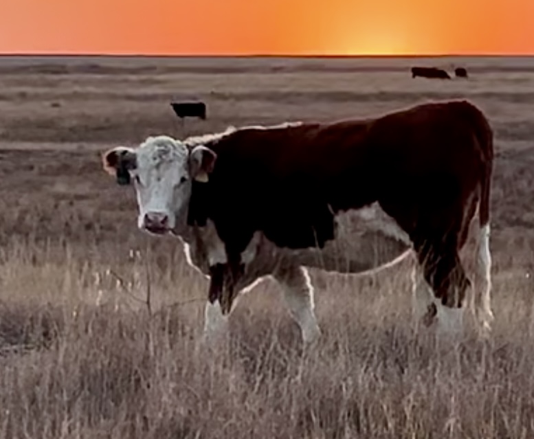 17 Registered Polled Hereford Bred Hedifers