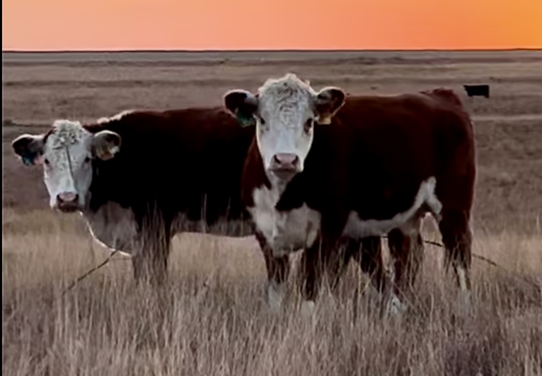 17 Registered Polled Hereford Bred Hedifers