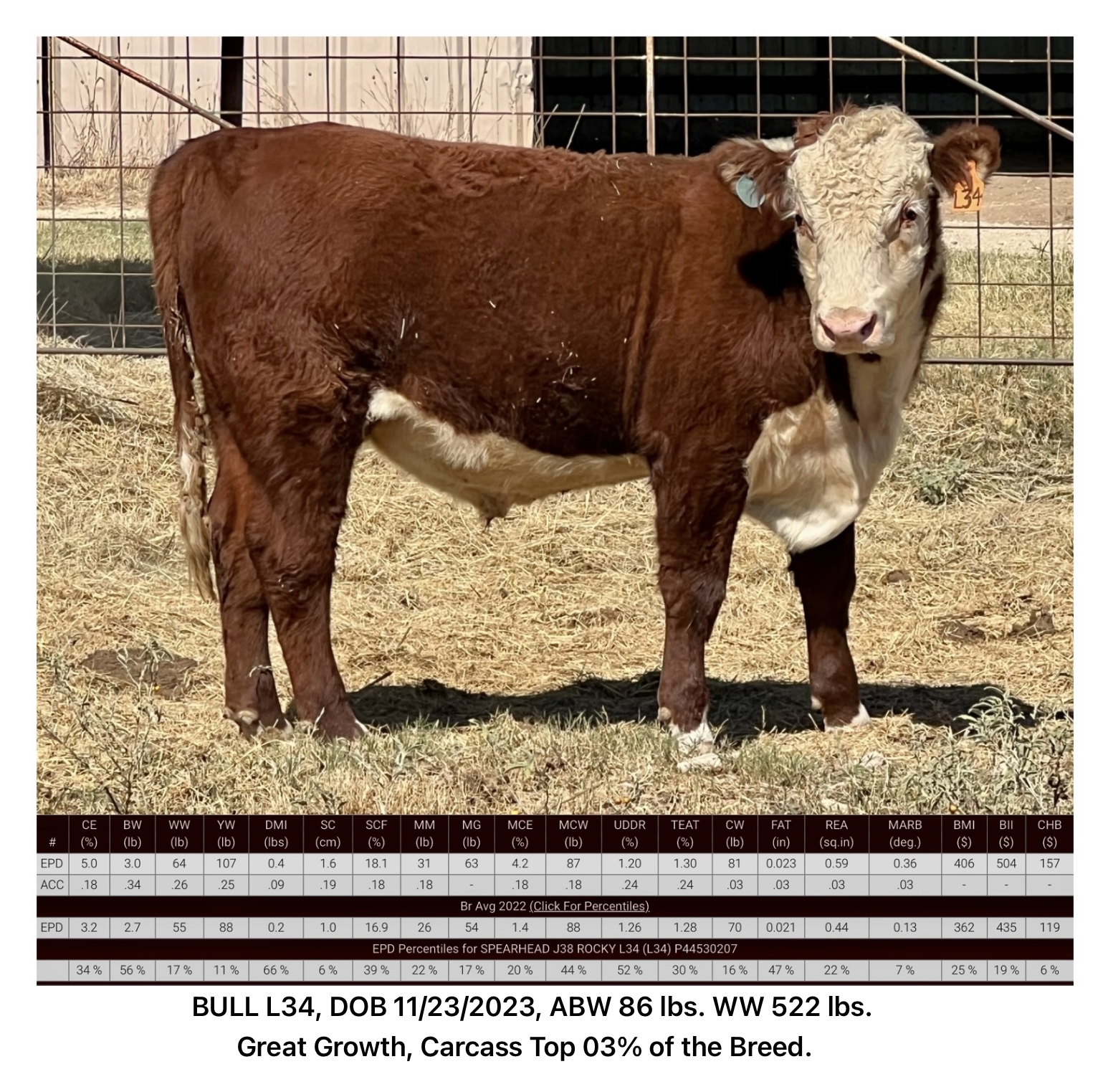 Registered Polled Hereford Bulls