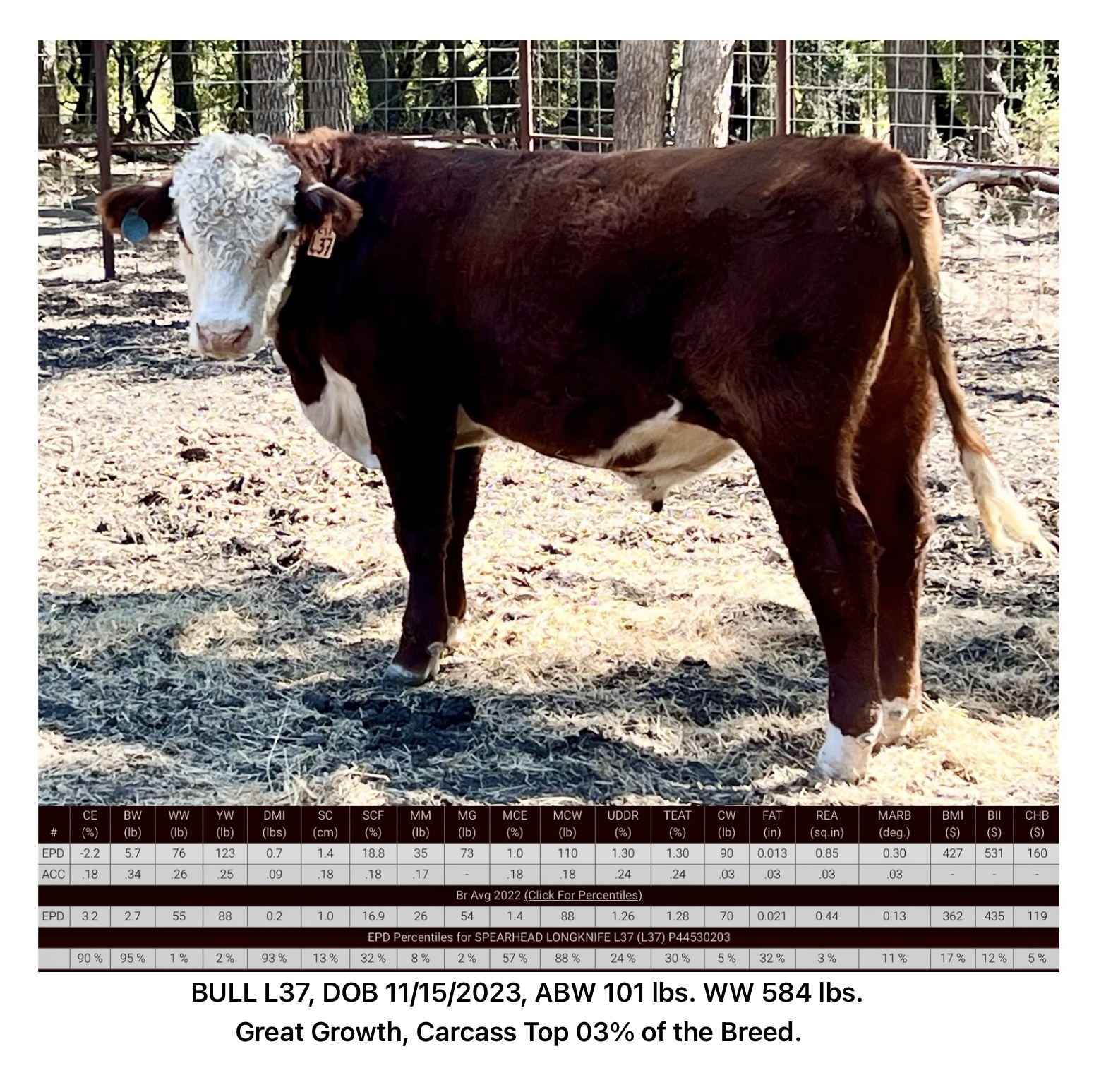 Registered Polled Hereford Bulls