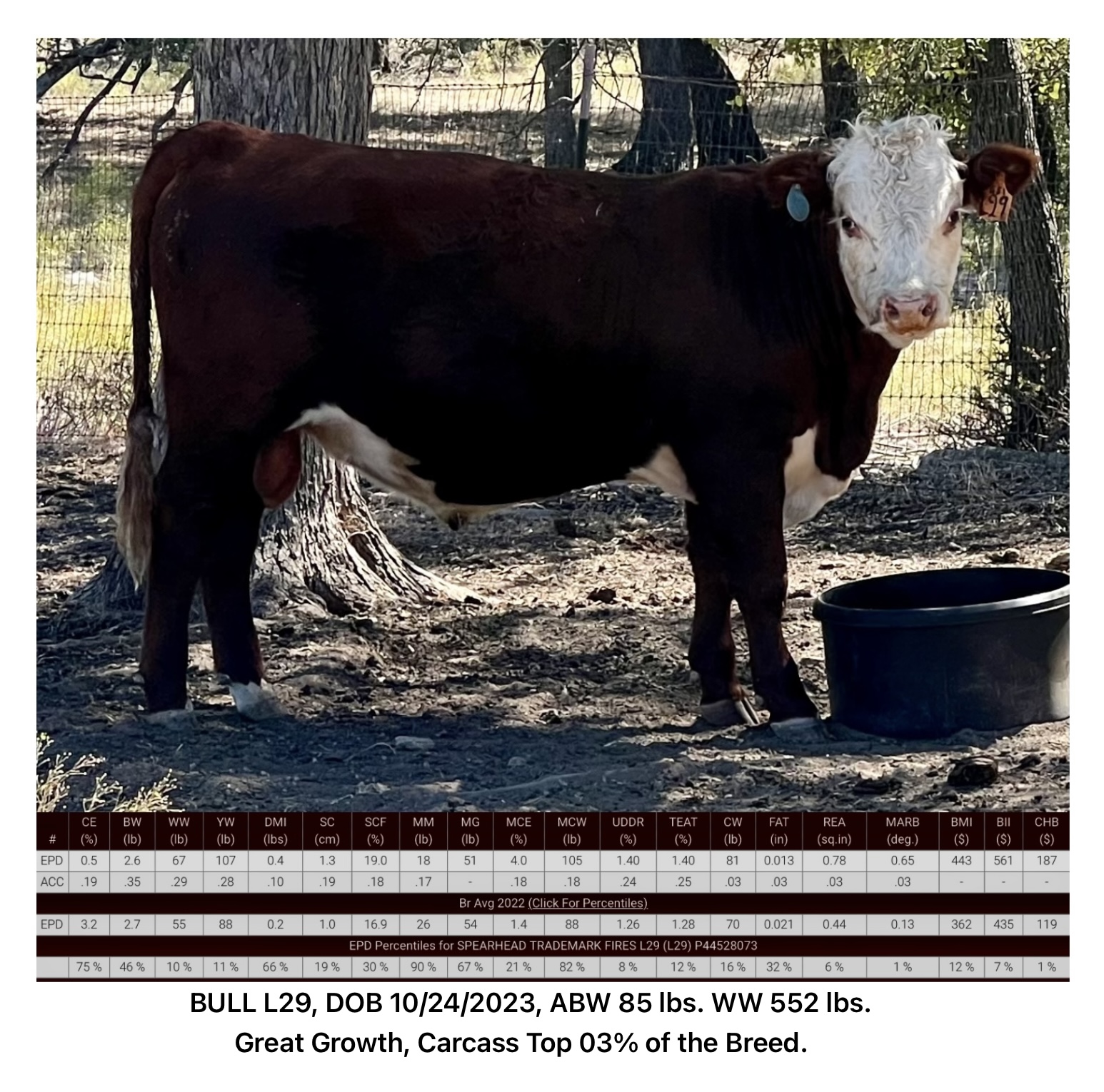 Registered Polled Hereford Bulls