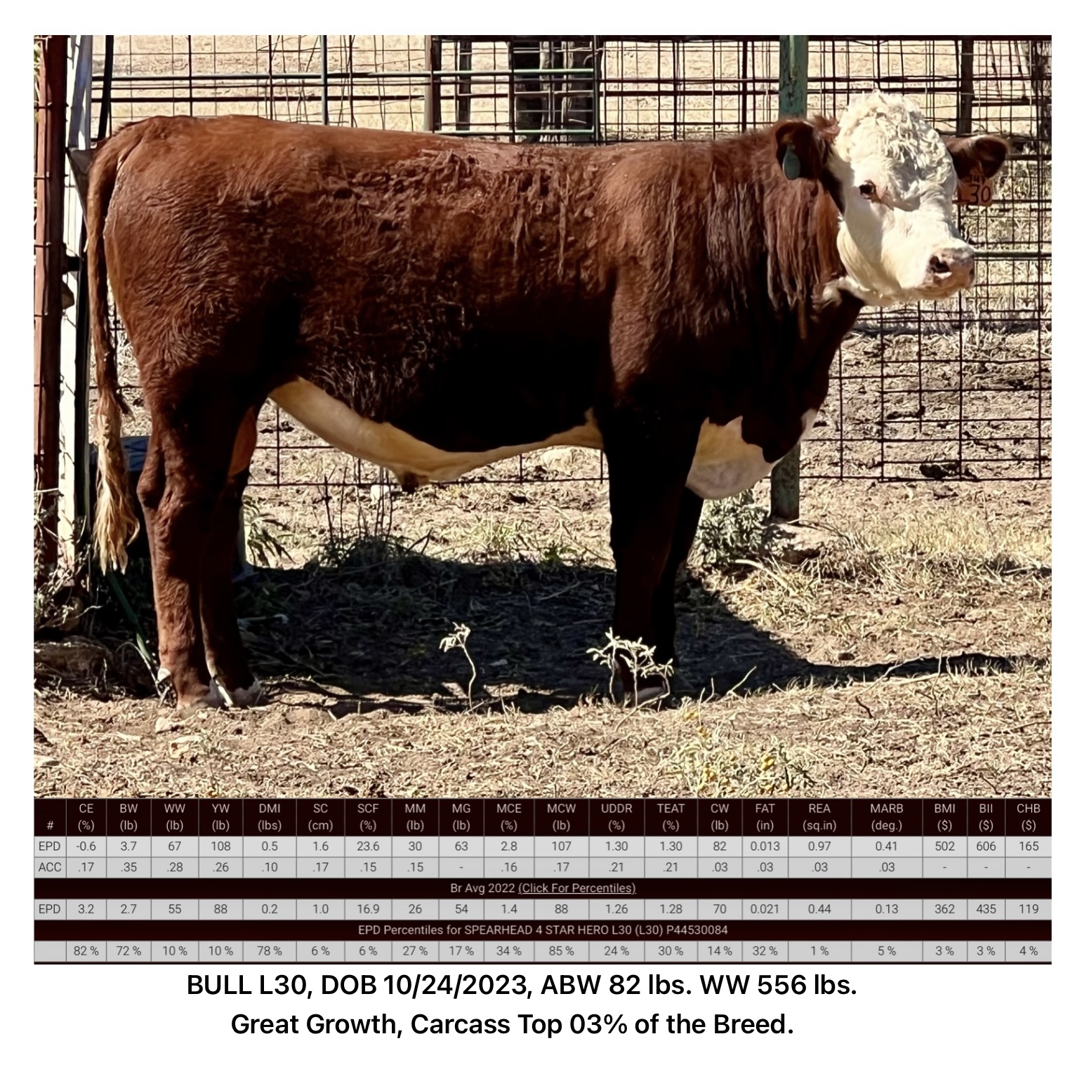 Registered Polled Hereford Bulls