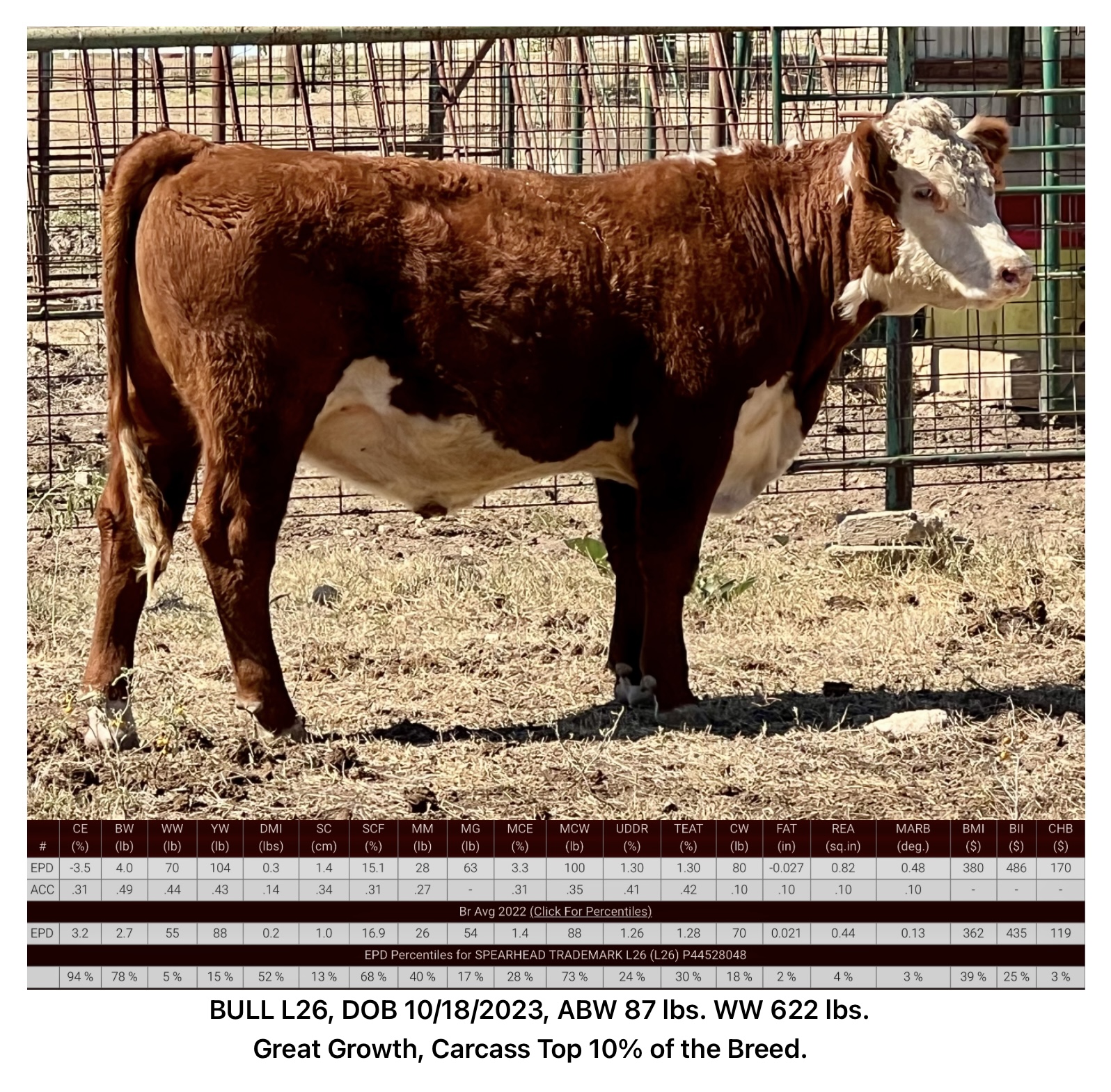 Registered Polled Hereford Bulls