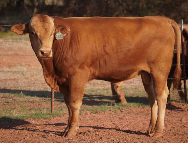 ABNR 2923L ET Full Blood Red Wagyu Bull