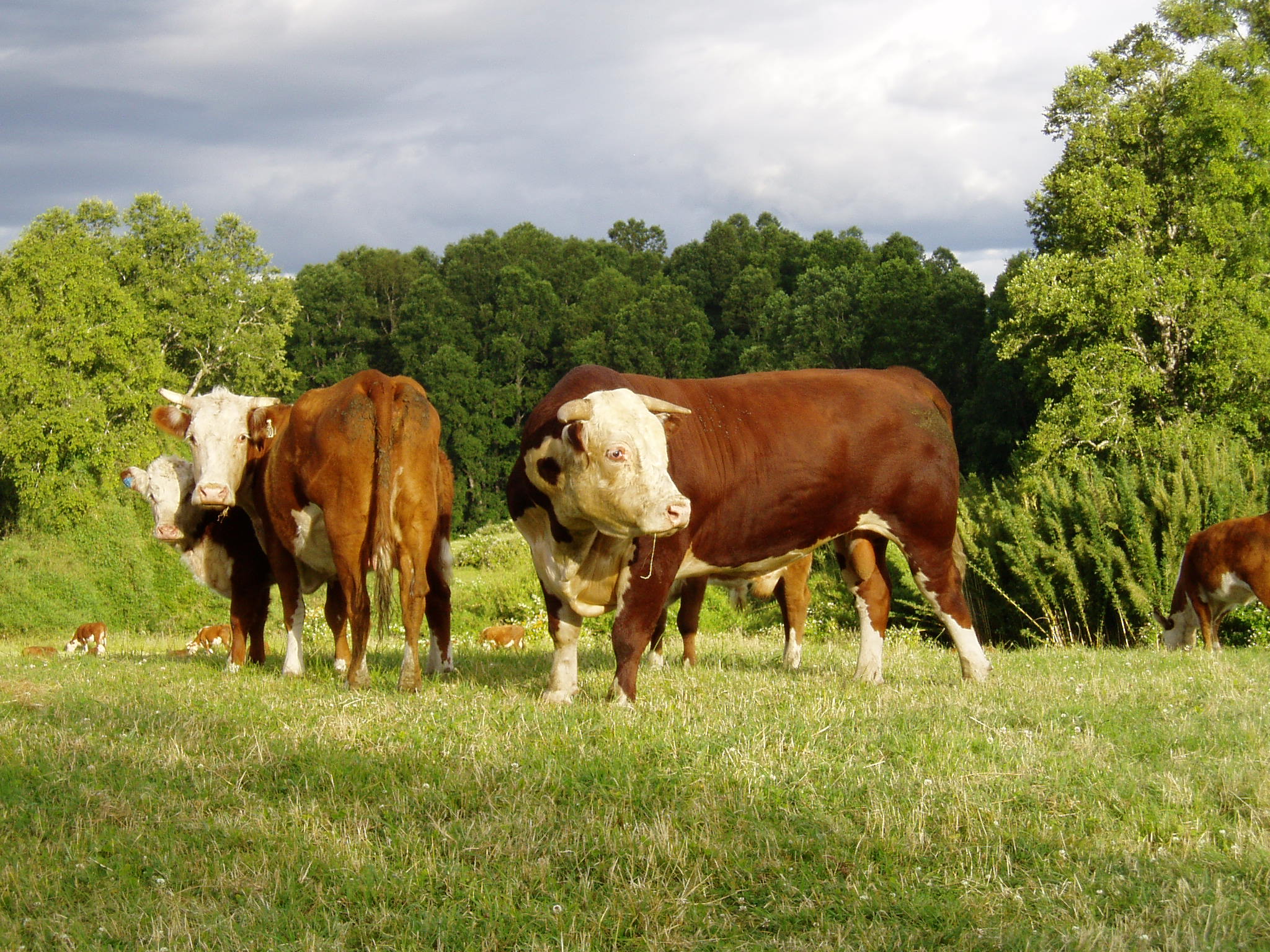 Brahman replacement Heifers, Pregnant Cows, Bulls Cow and Calves