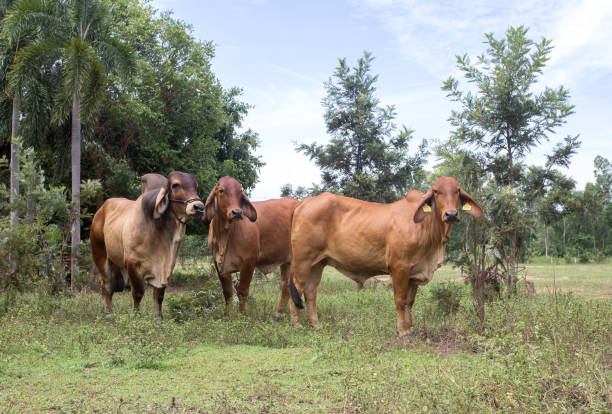 Brahman replacement Heifers, Pregnant Cows, Bulls Cow and Calves