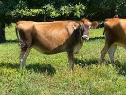 Dairy and Beef Cattle for sale