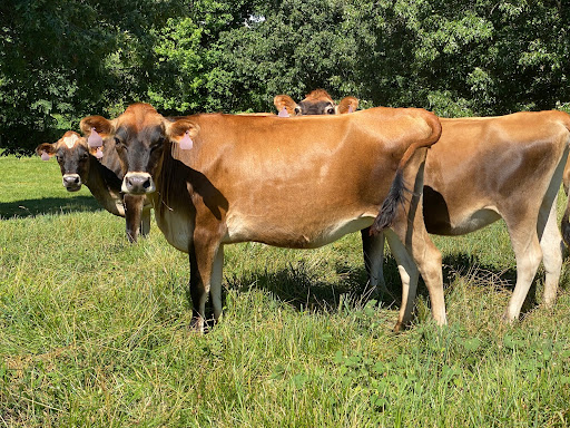 Guernsey, Brown Swiss and Jersey A2A2 Genetics