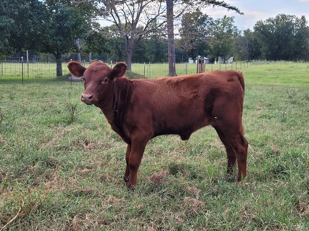 Dexter Purebred Red Heifer calf